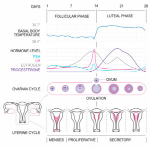 Schematic sketch of the female hormonal cycle